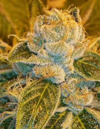 Ripper Seeds Sour Ripper Feminisierte Hanfsamen