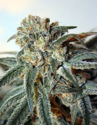 Ripper Seeds Zombie Kush Feminisierte Hanfsamen