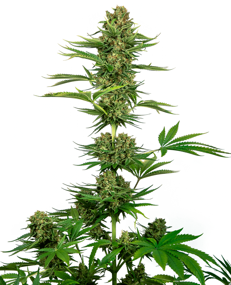 Sensi Seeds Satin Black Domina CBD Feminisierte Hanfsamen