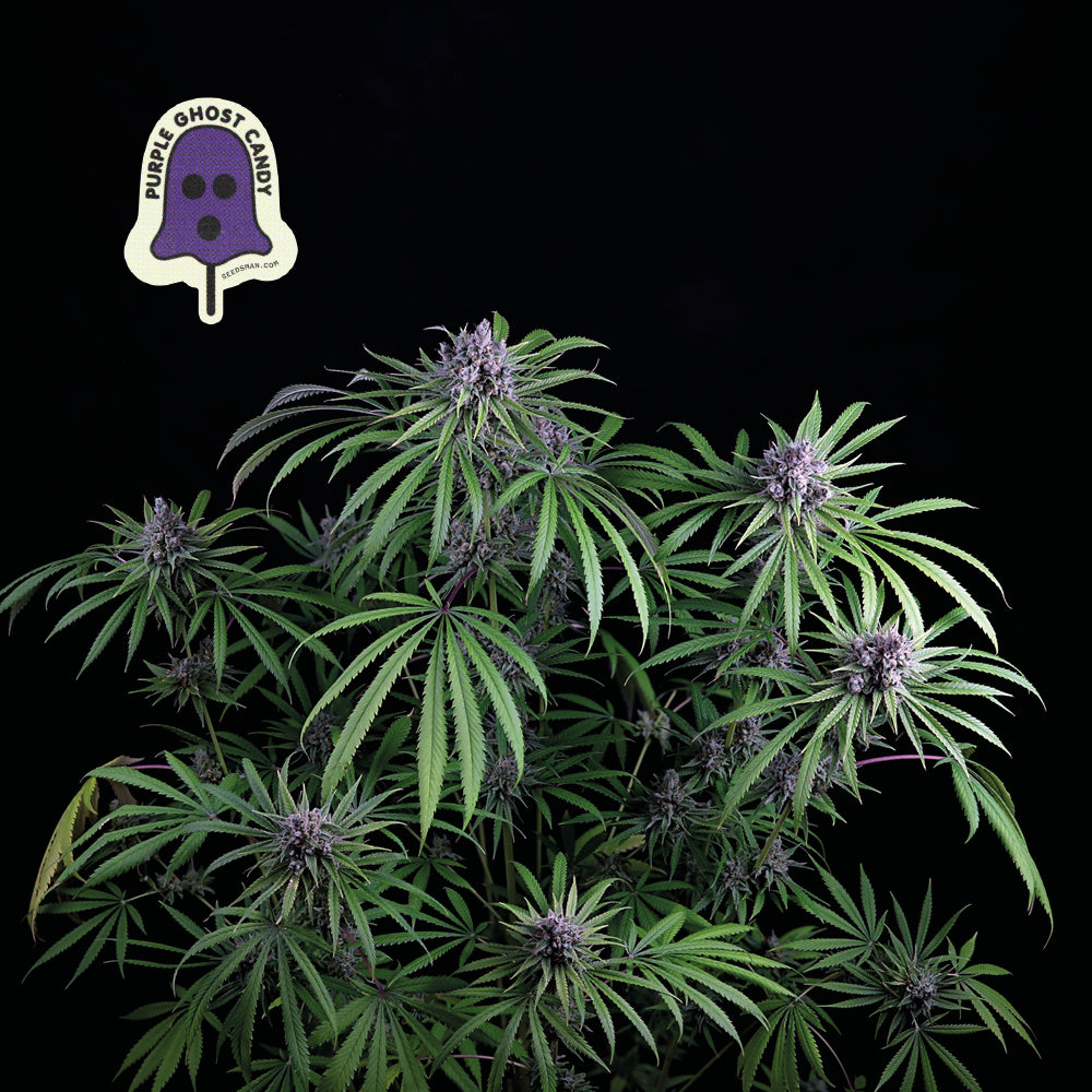 Seedsman Purple Ghost Candy Feminisierte Hanfsamen