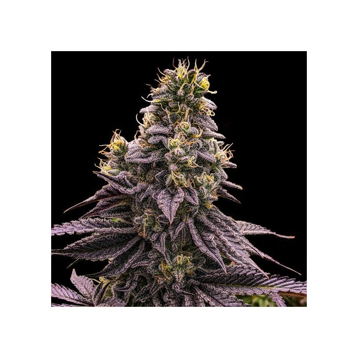 Ripper Seeds Zombie Bride Feminisierte Hanfsamen