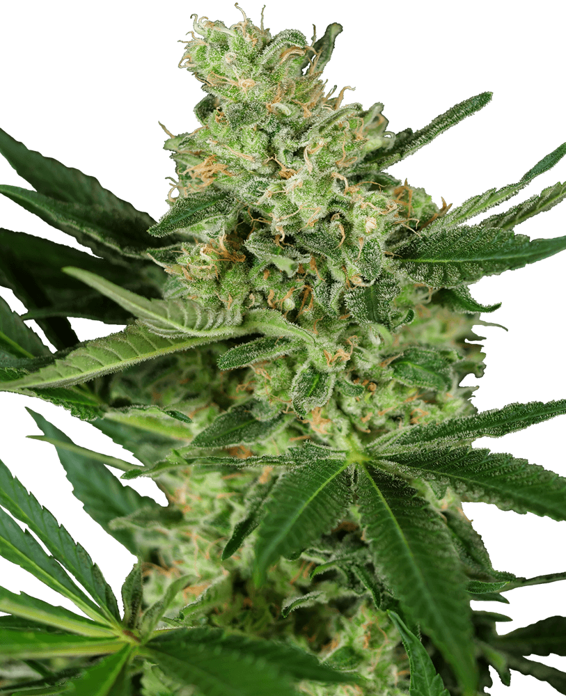 Sensi Seeds Pumpkin Spice Feminisierte Hanfsamen