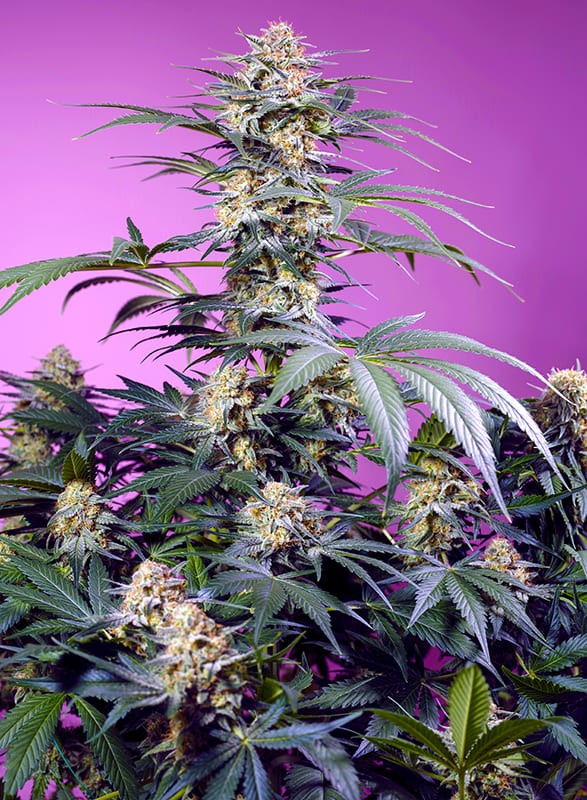 Sweet Seeds Monster Maker Feminisierte Hanfsamen