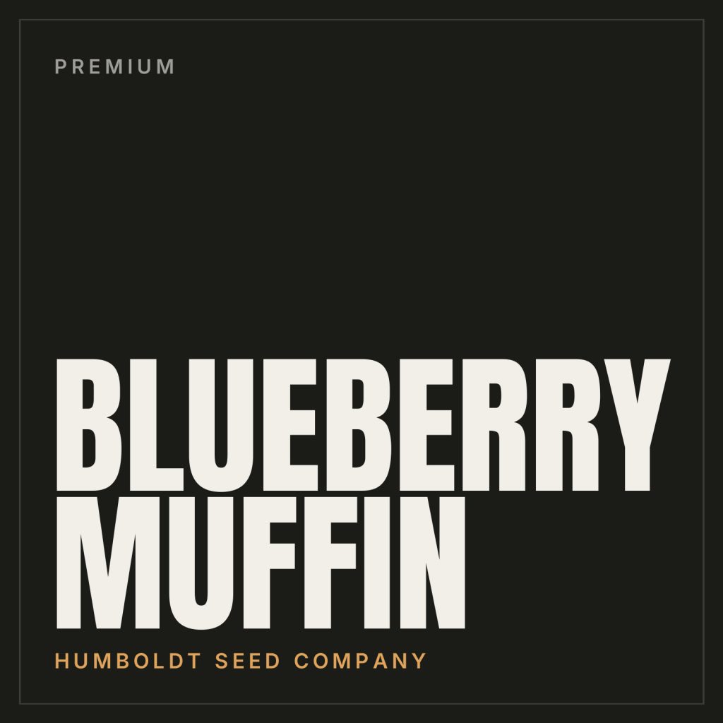 Blueberry Muffin Steckling