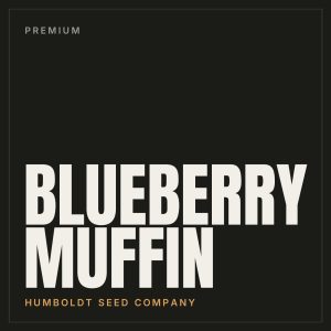 Blueberry Muffin Steckling