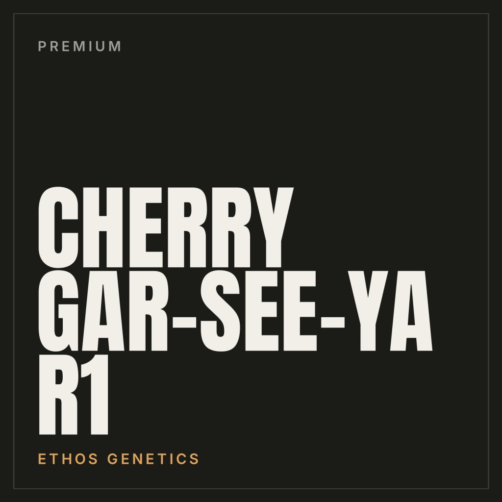 Cherry Gar-See-Ya R1 Steckling