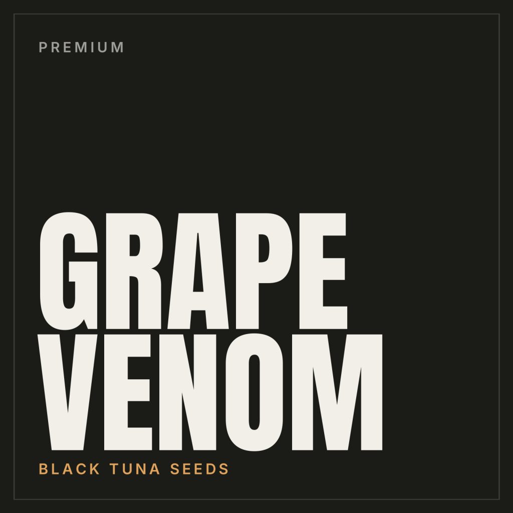 Grape Venom Steckling