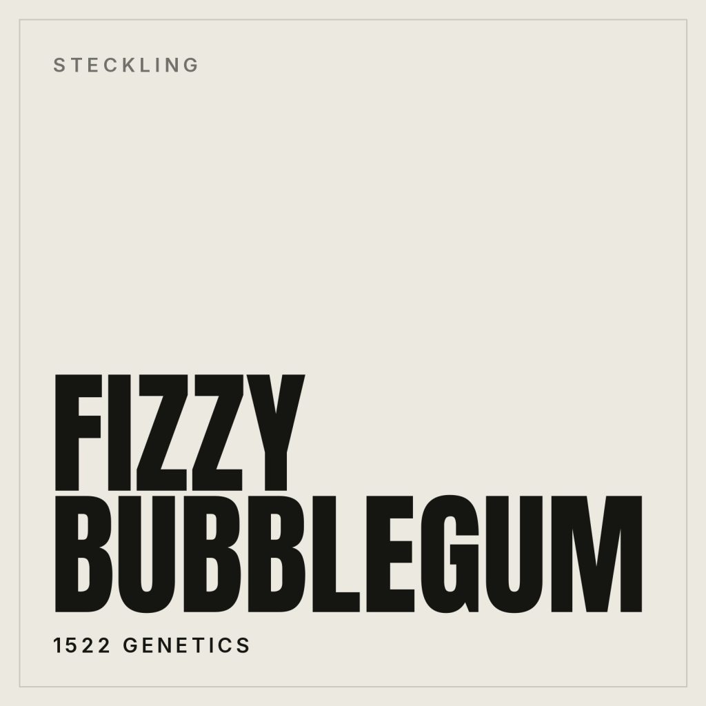 Fizzy Bubblegum Steckling