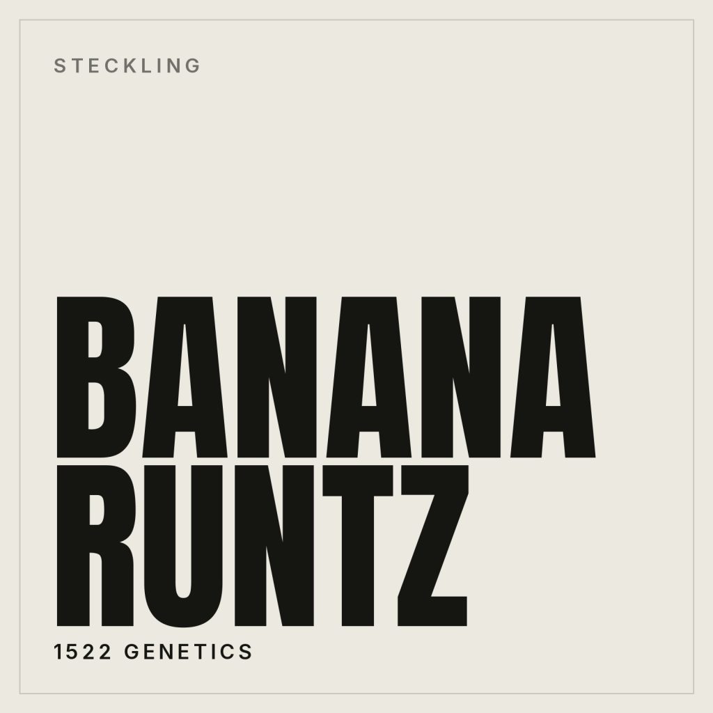 Banana Runtz Steckling