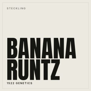 Banana Runtz Steckling