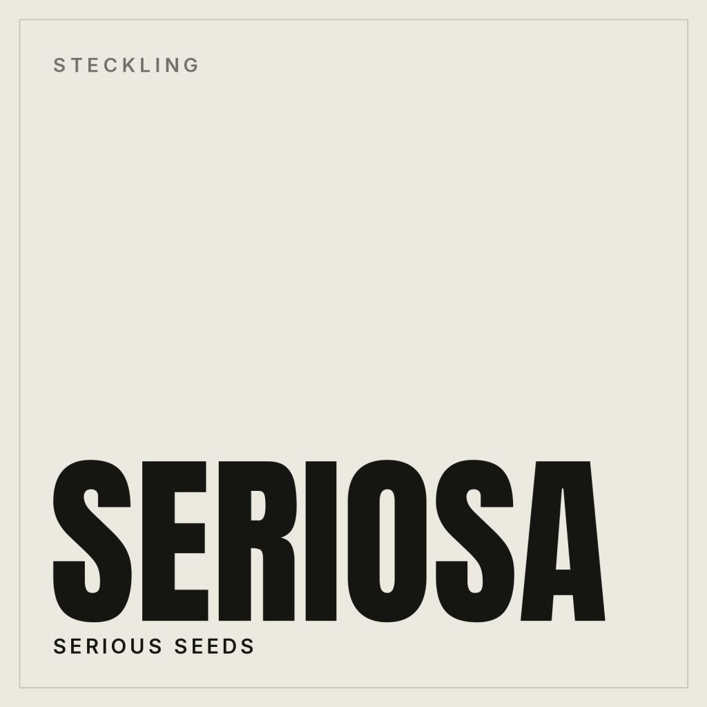 Seriosa Steckling von Serious Seeds