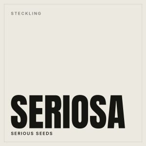 Seriosa Steckling von Serious Seeds