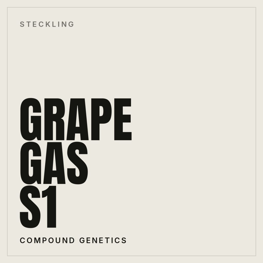 Grape Gas S1 Steckling von Compound Genetics