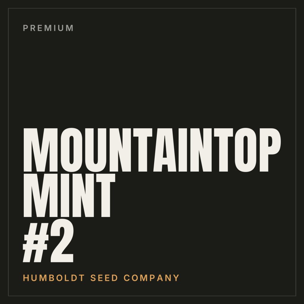 Mountaintop Mint #2 Steckling, Leberknödel-Cut der Humboldt Seed Company