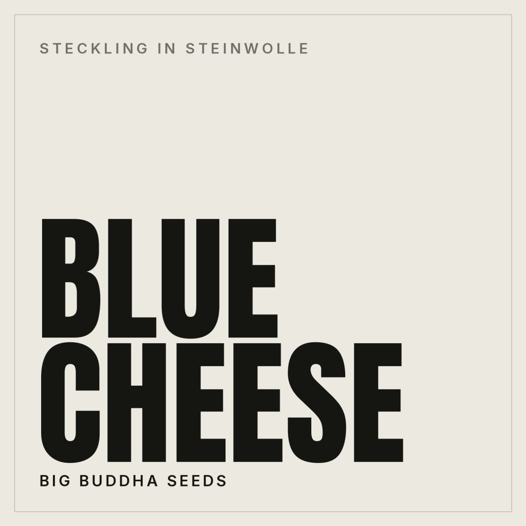 Blue Cheese Steckling in Steinwolle von Big Buddha Seeds