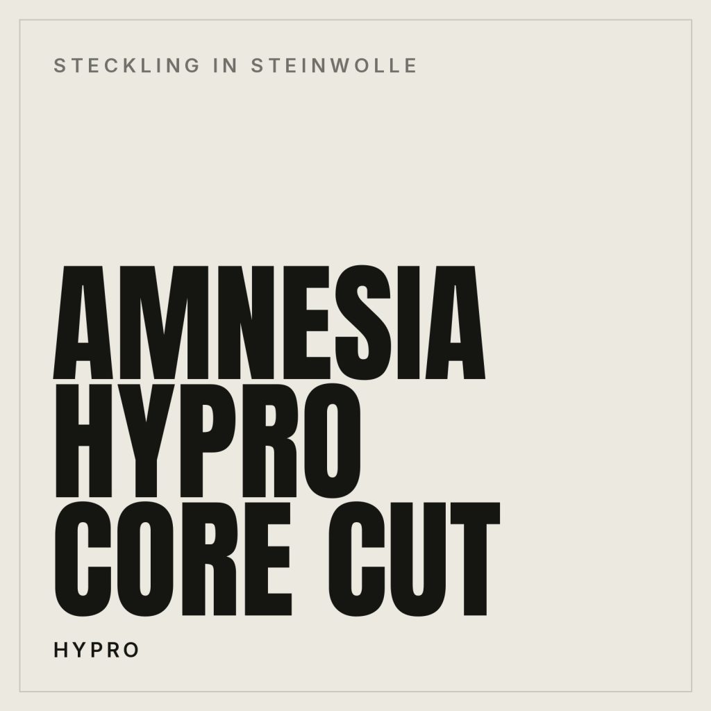 Amnesia Core Cut Steckling in Steinwolle von Hypro