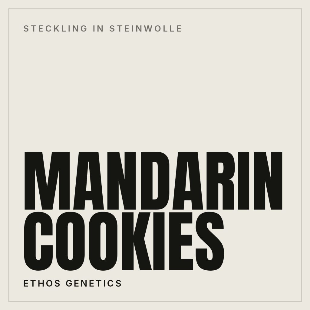 Mandarin Cookies Steckling in Steinwolle von Ethos Genetics