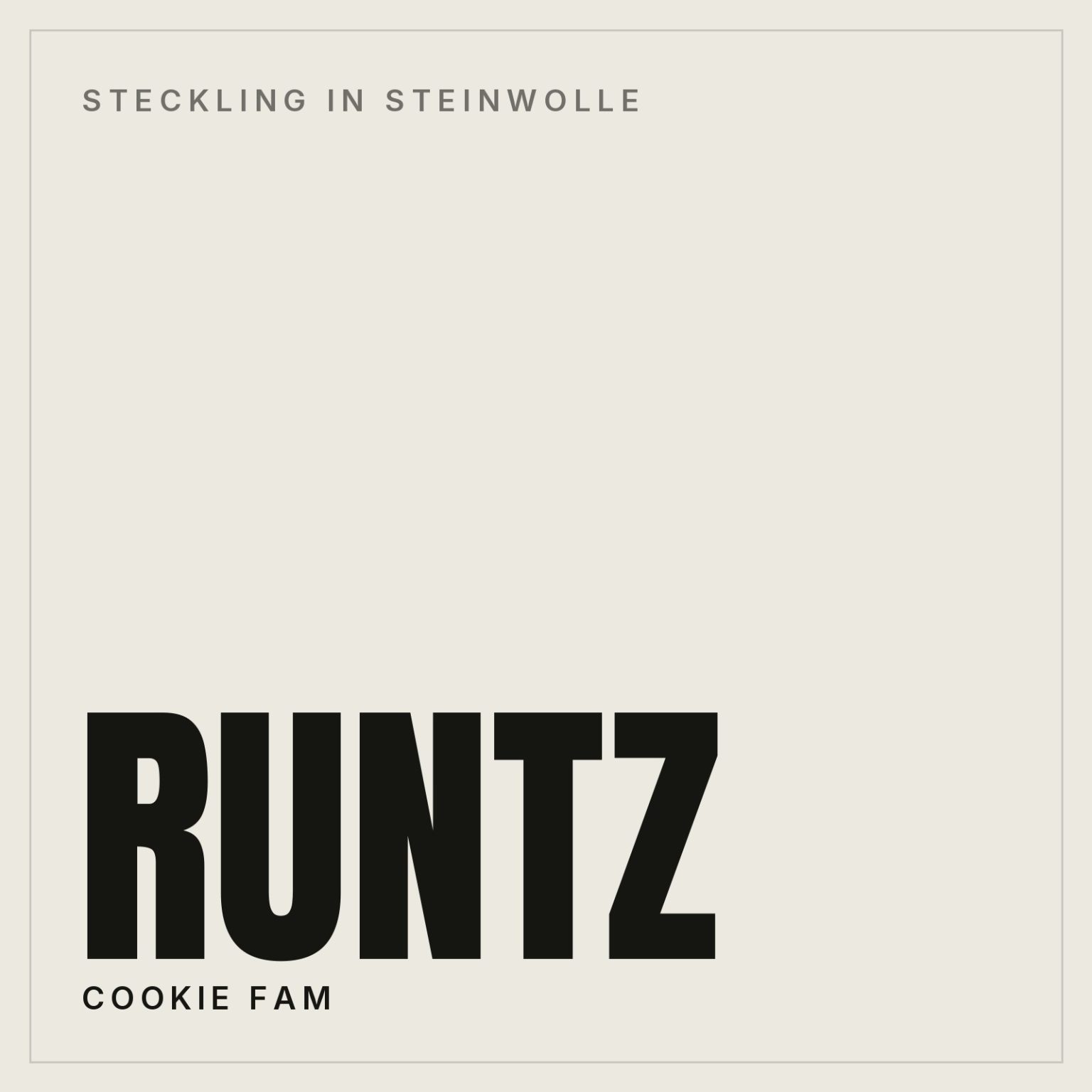 Runtz Steckling in Steinwolle von Cookie Fam