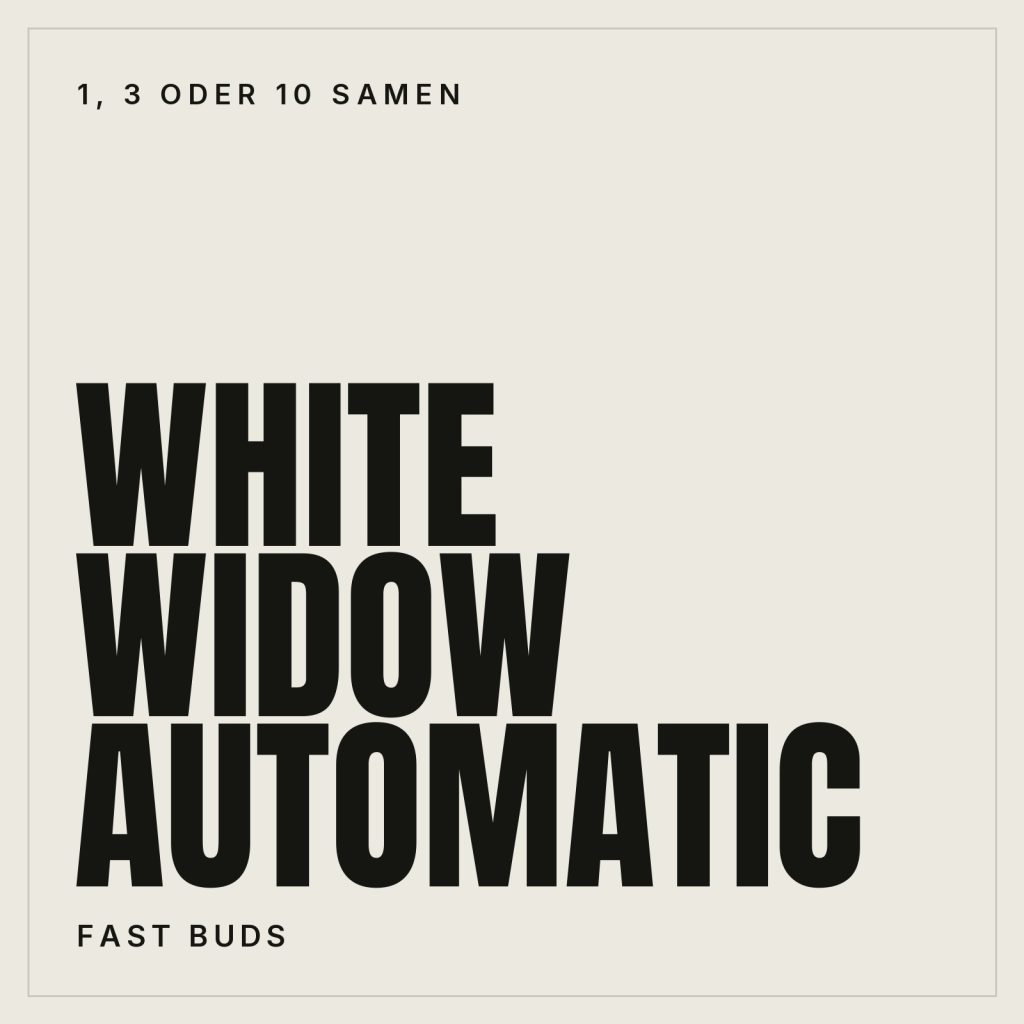 Fast Buds White Widow Autoflowering Samen