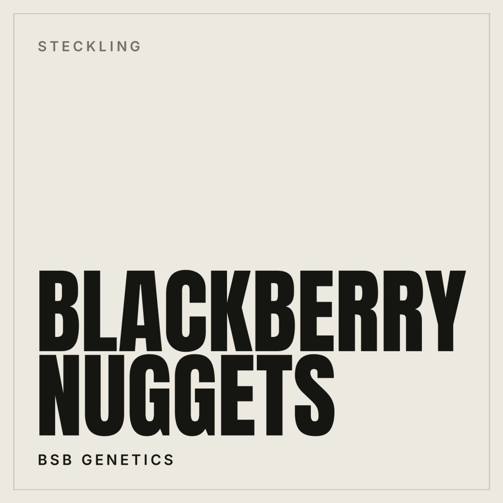 BlackBerry Nuggets Steckling