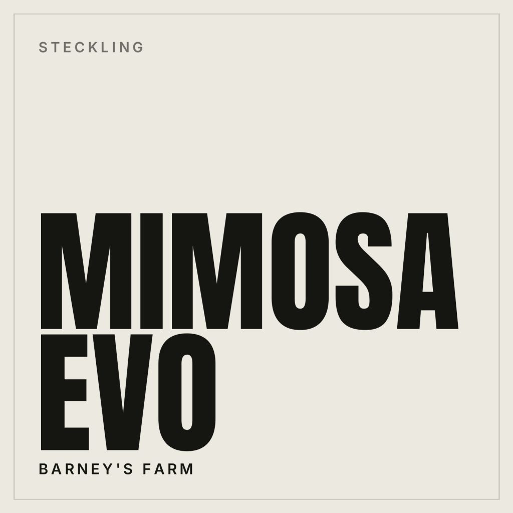 Mimosa EVO Steckling