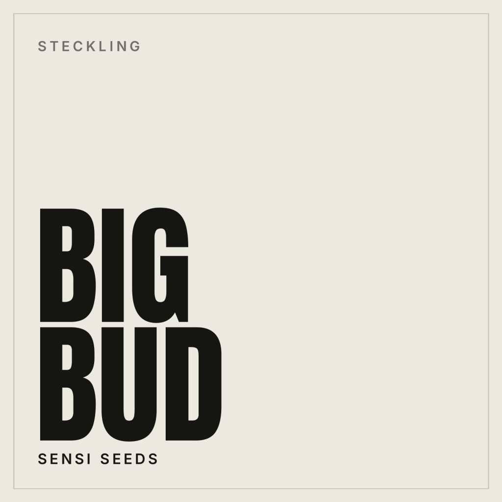 Big Bud Steckling