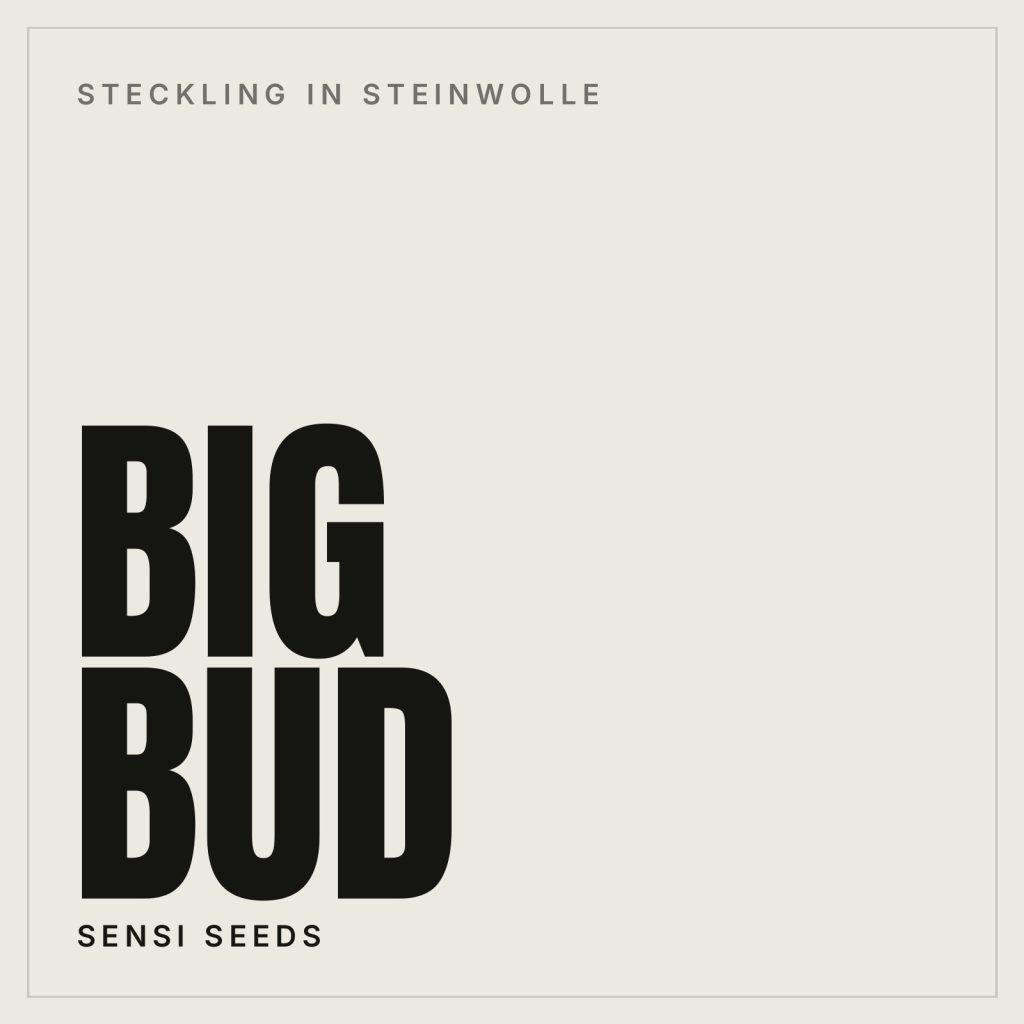 Big Bud Steckling