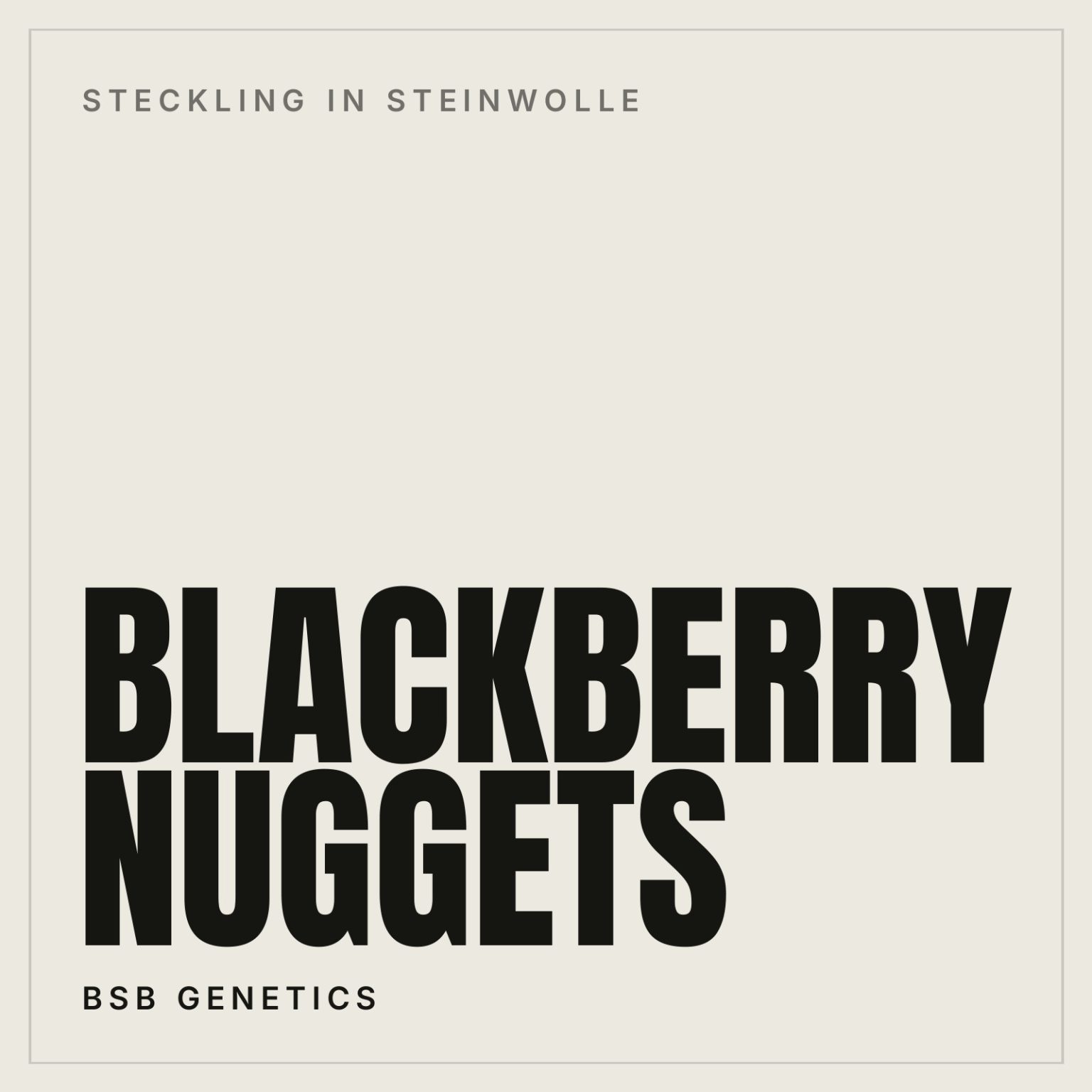 BlackBerry Nuggets Steckling