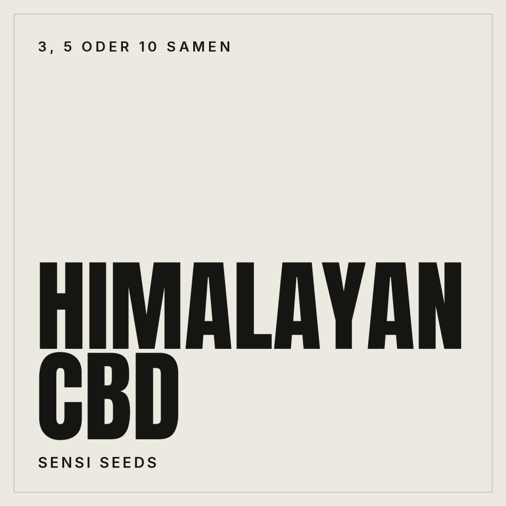 Sensi Seeds Himalayan CBD Feminisierte Hanfsamen