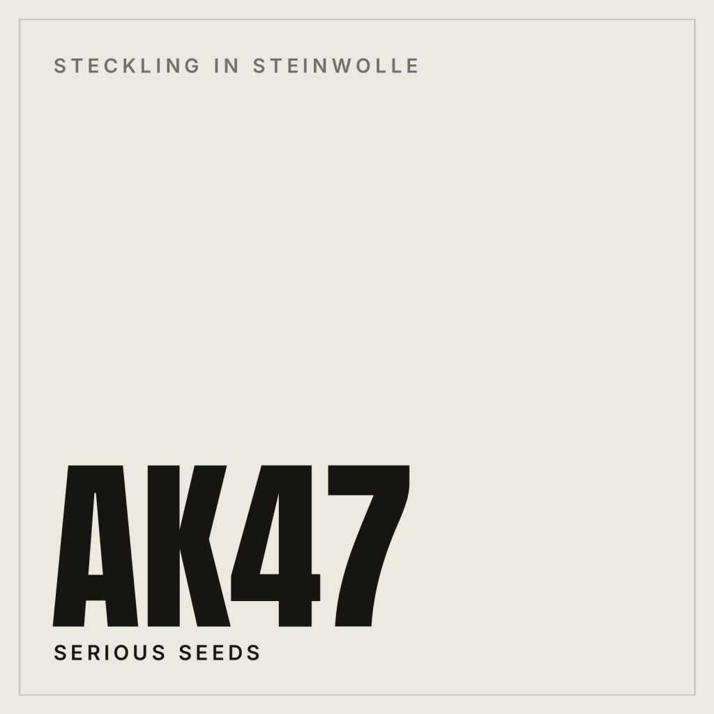 AK47 in Steinwolle