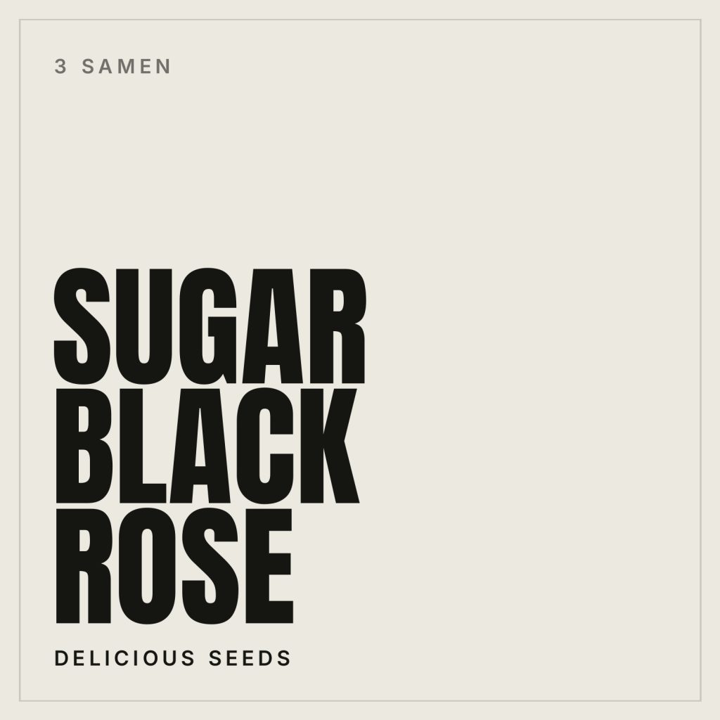 Sugar Black Rose Samen (Delicious Seeds)