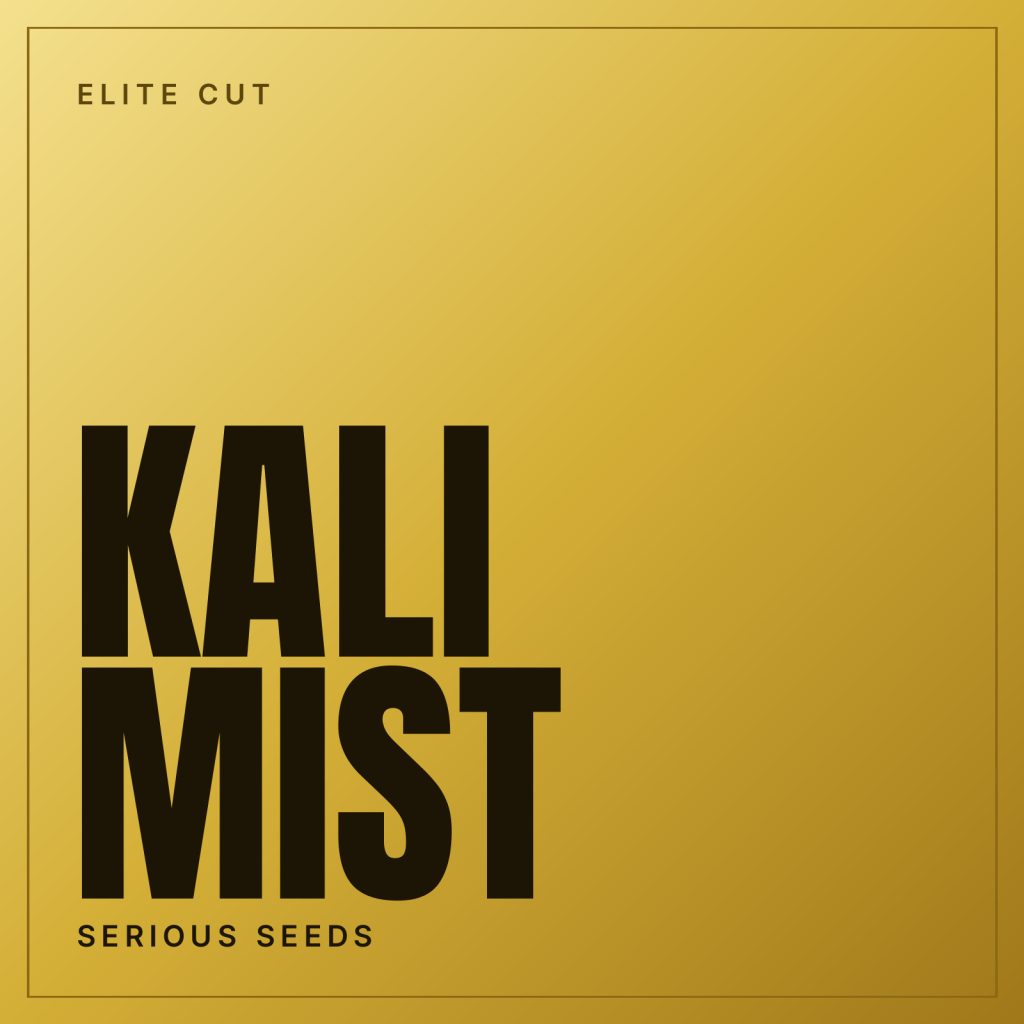 Kali Mist Steckling