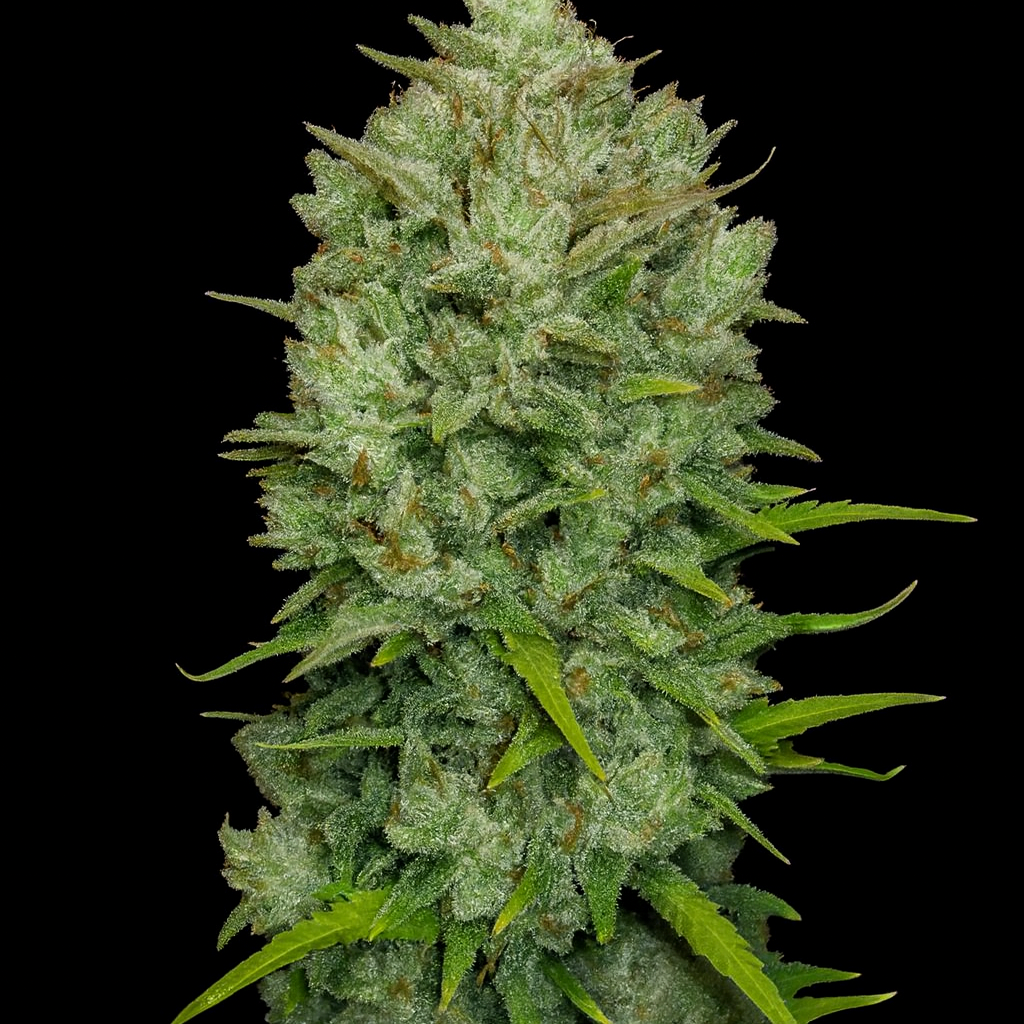 Sensi Seeds Northern Lights Samen - Autoflowering