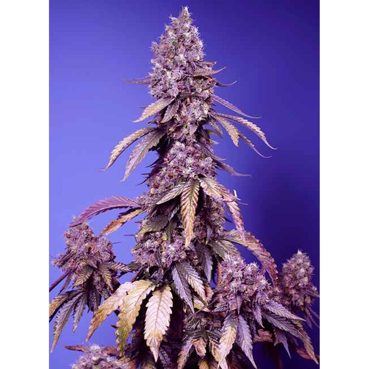 Sweet Seeds Black Muffin F1 Fast Version® Hanfsamen