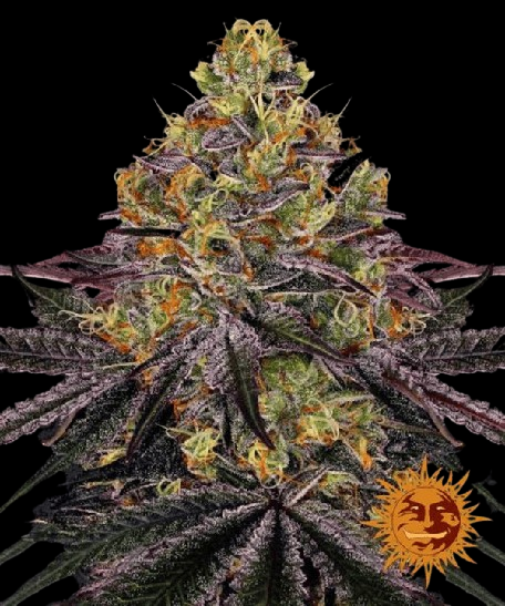 Barneys Farm Watermelon Zkittlez Automatic Samen